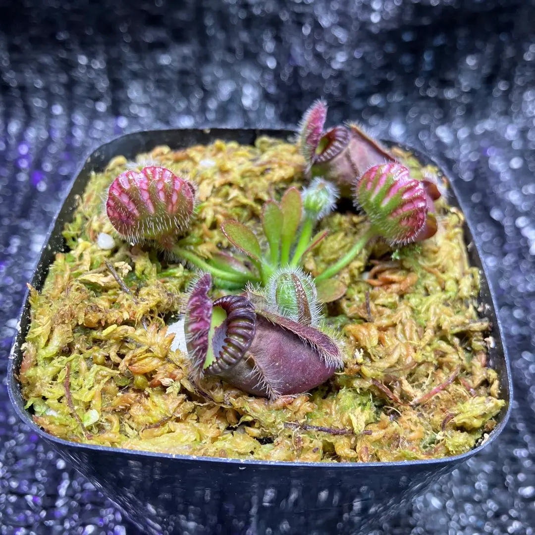 2026年最新】食虫 セファロタスの人気アイテム - メルカリ