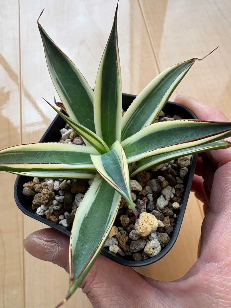 2026年最新】サングロー アガベの人気アイテム - メルカリ