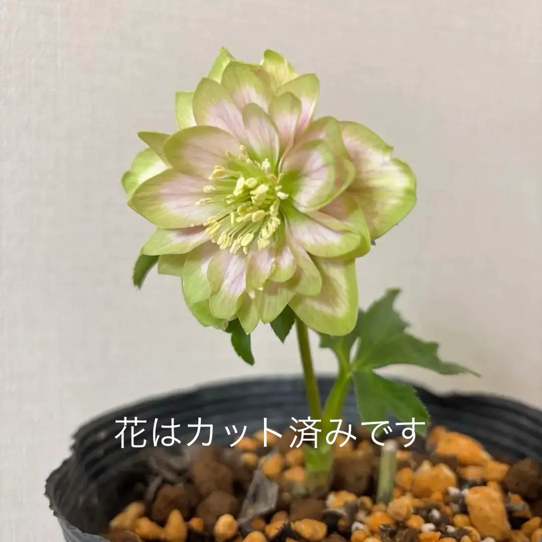 2026年最新】クリスマスローズ 利休の人気アイテム - メルカリ