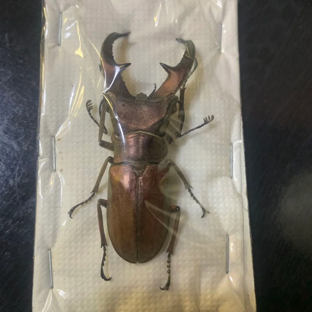 2026年最新】エラフスホソアカクワガタ 標本の人気アイテム - メルカリ