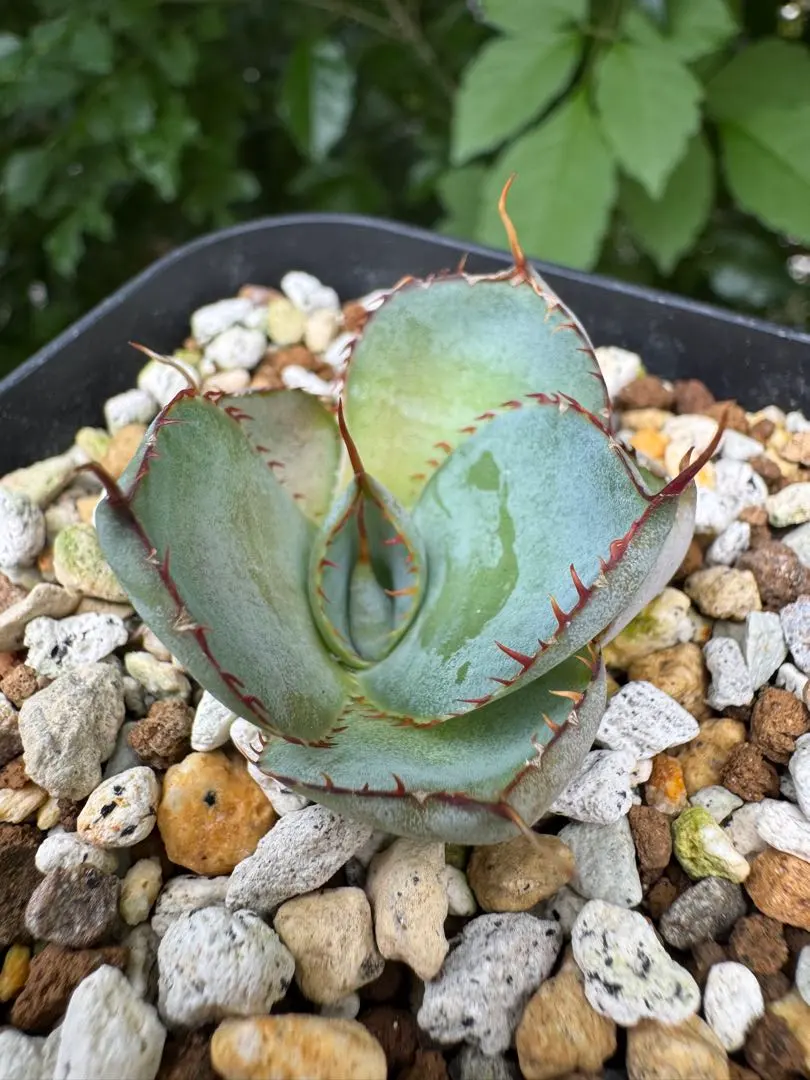 2026年最新】グアダラハラナ ドワーフの人気アイテム - メルカリ