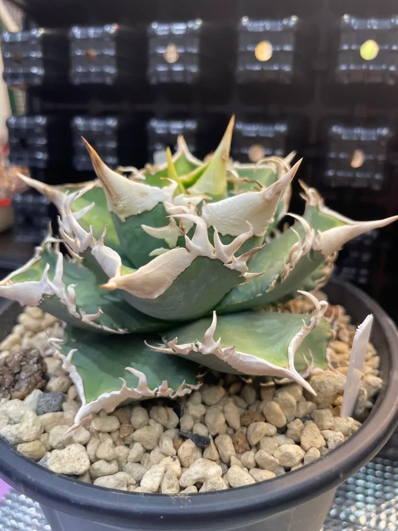 2026年最新】cjspecialの人気アイテム - メルカリ