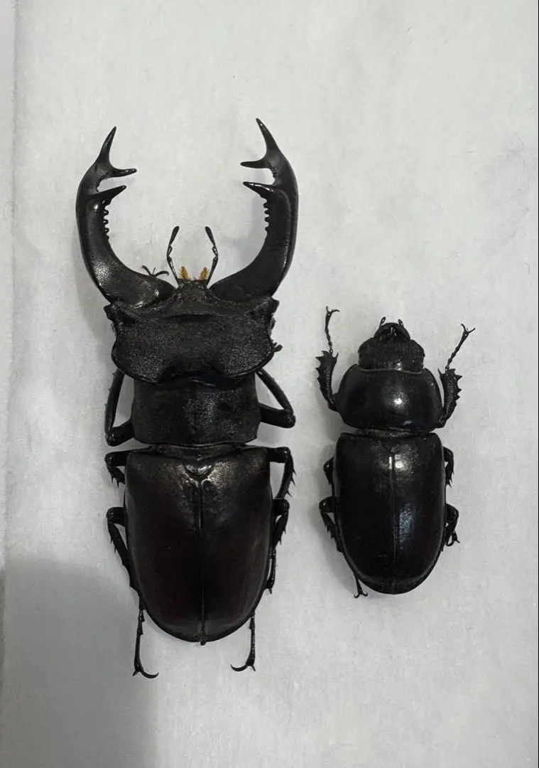 2026年最新】ヨーロッパミヤマ 標本の人気アイテム - メルカリ