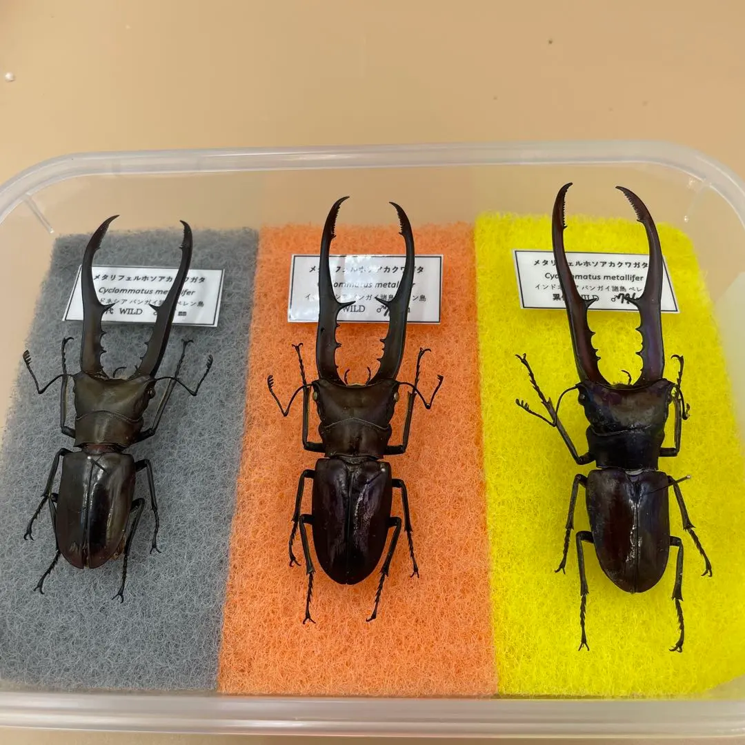 2026年最新】メタリフェル 標本の人気アイテム - メルカリ