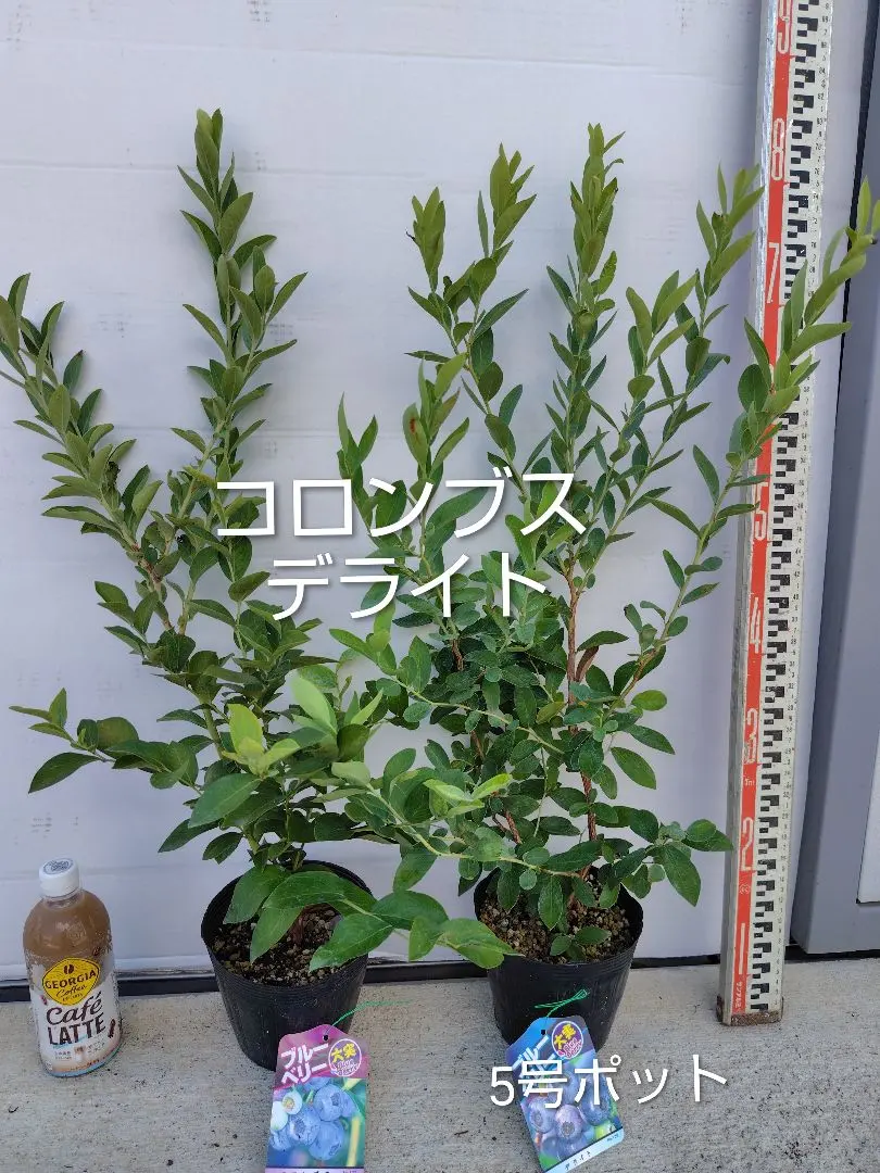 2026年最新】コロンブス ブルーベリーの人気アイテム - メルカリ