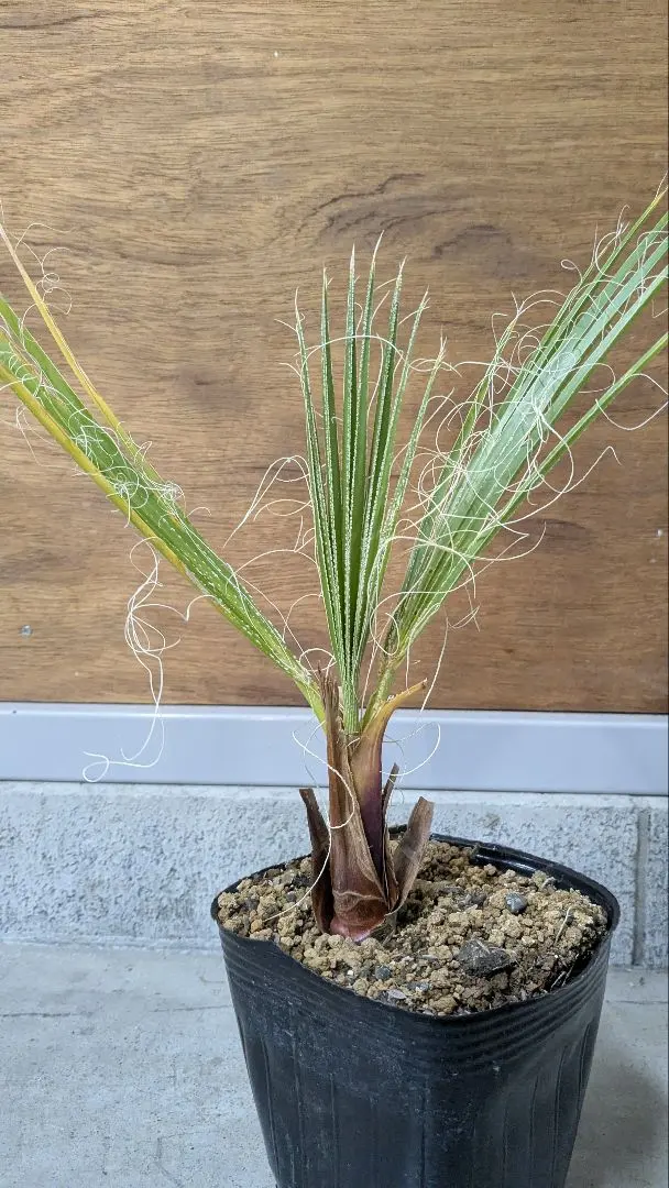 2026年最新】ワシントンヤシの人気アイテム - メルカリ