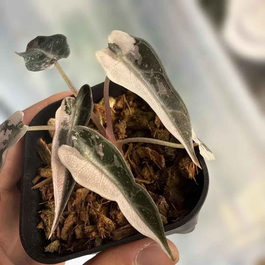 2026年最新】アロカシア バンビーノ ピンクの人気アイテム - メルカリ