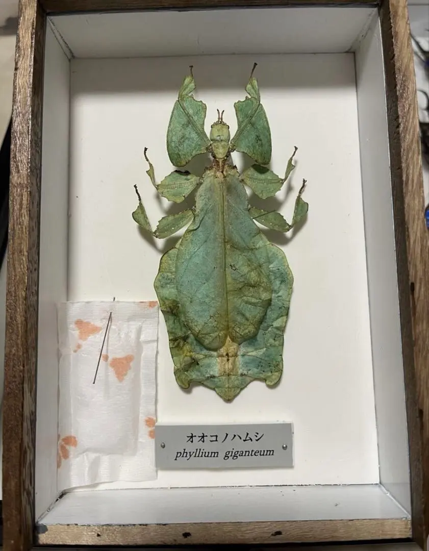 2026年最新】標本 ナナフシの人気アイテム - メルカリ