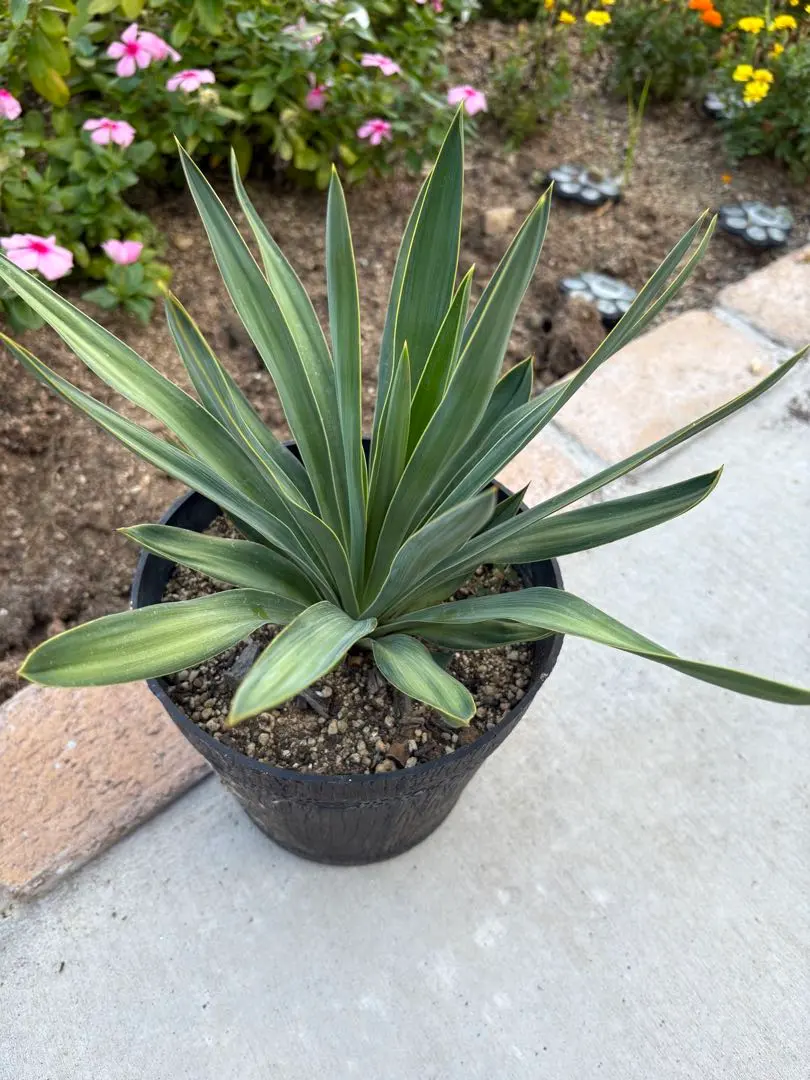 2026年最新】ユッカ グロリオサ キミガヨランの人気アイテム - メルカリ