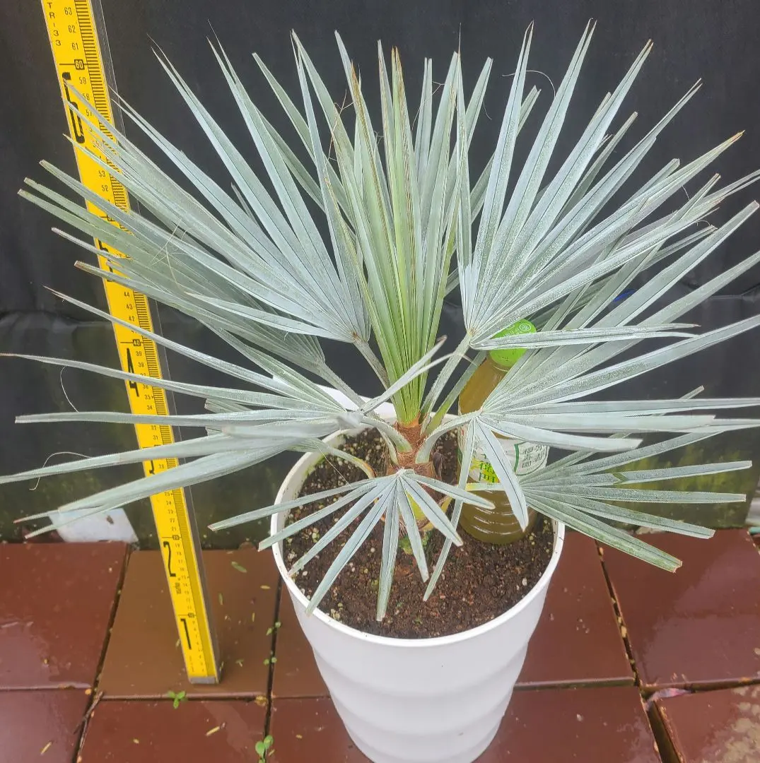 2026年最新】ブラヘアアルマータの人気アイテム - メルカリ