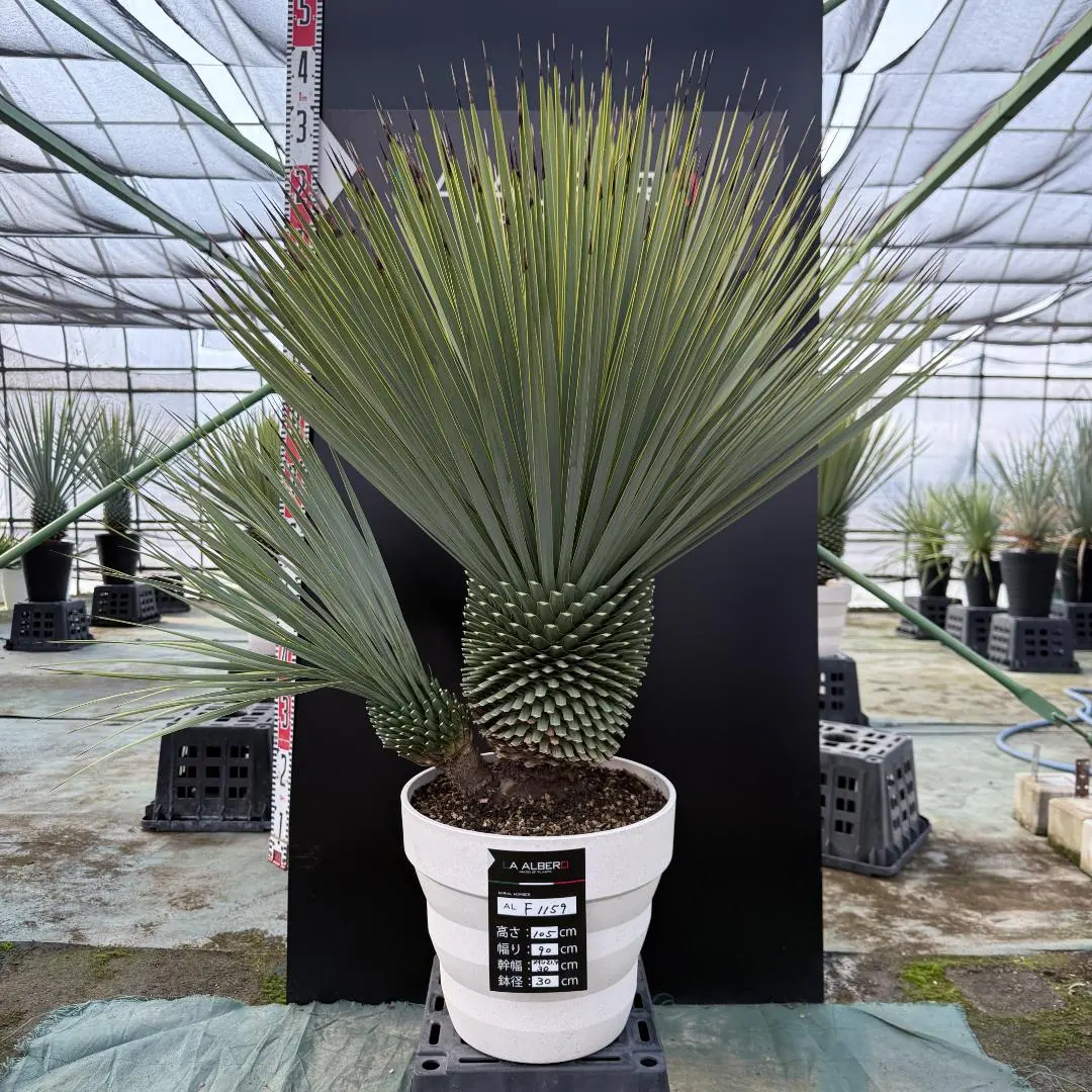 2026年最新】ロストラータ3ヘッドの人気アイテム - メルカリ