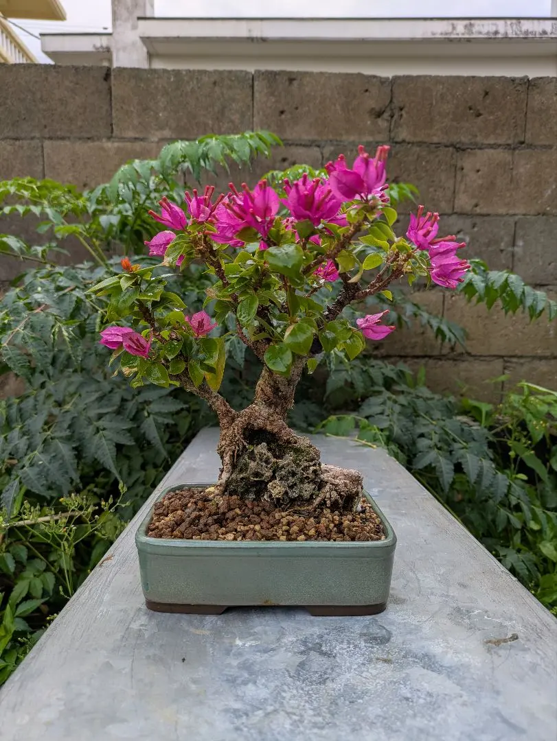 2026年最新】ブーゲンビリア 盆栽の人気アイテム - メルカリ