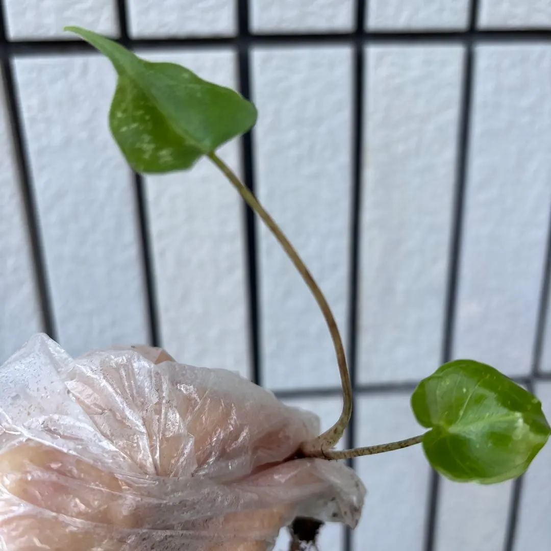 2026年最新】アロカシアスティングレイの人気アイテム - メルカリ