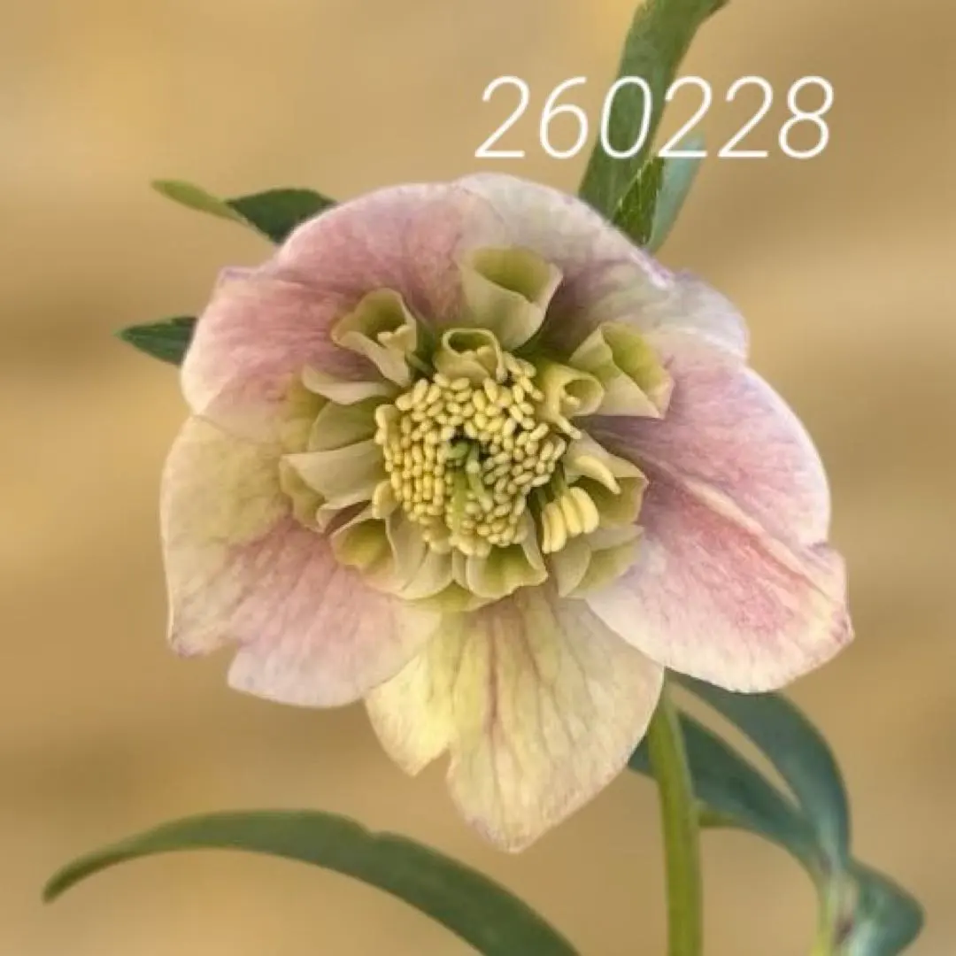 2026年最新】大木ナーサリーの人気アイテム - メルカリ