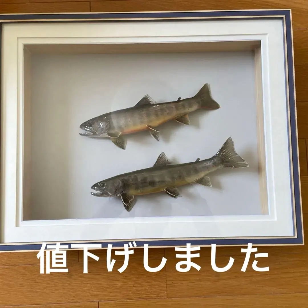 2026年最新】剥製 魚の人気アイテム - メルカリ