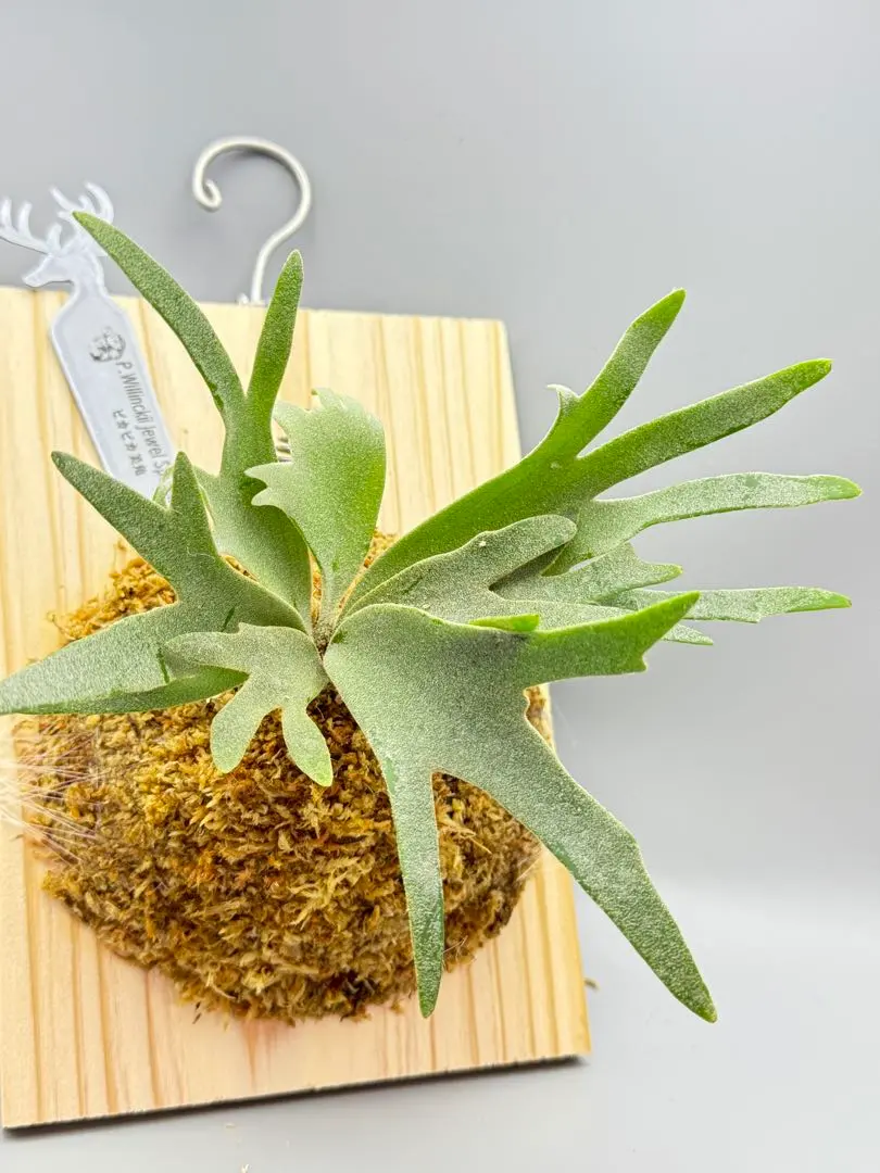 2026年最新】P.willinckii 'jewel'の人気アイテム - メルカリ