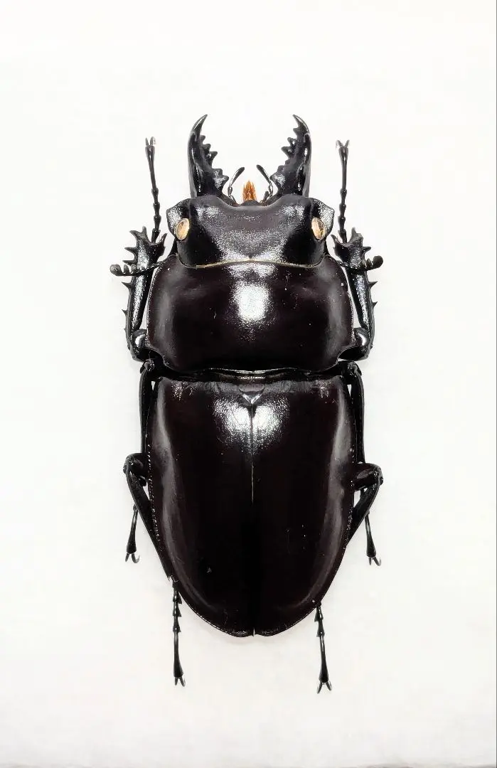 2026年最新】ヤエヤママルバネの人気アイテム - メルカリ