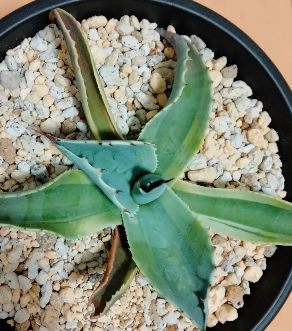 2026年最新】オバティフォリア錦の人気アイテム - メルカリ