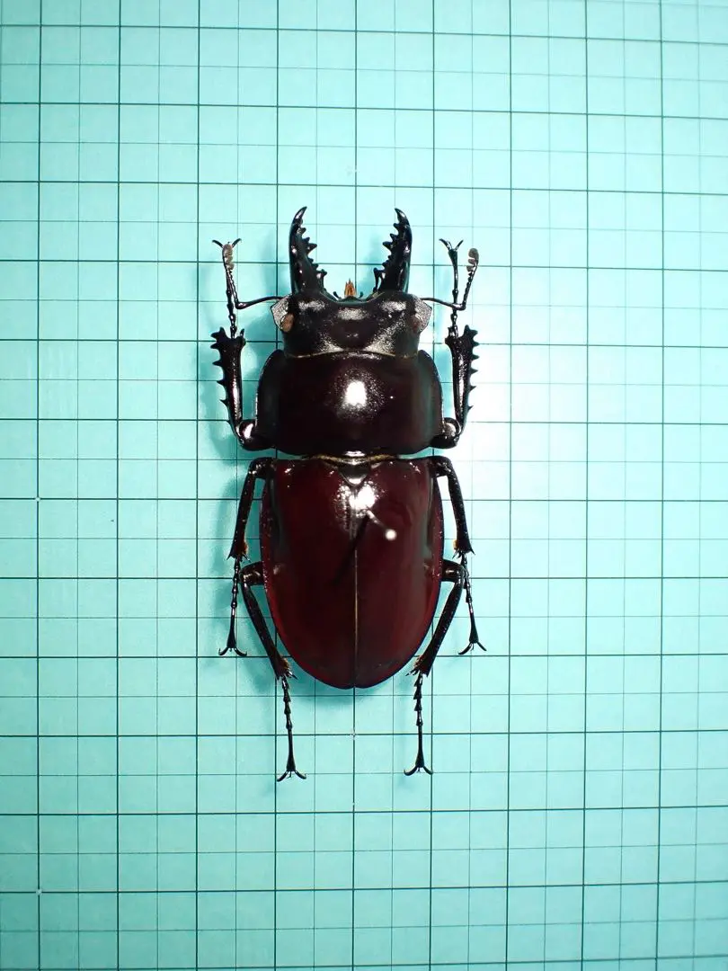 2026年最新】ヤエヤママルバネの人気アイテム - メルカリ