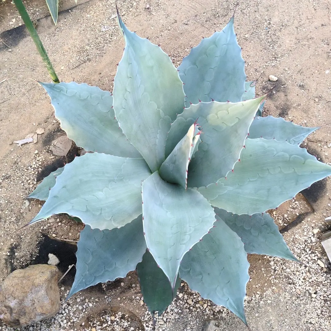 2026年最新】オバティフォリア フロスティブルーの人気アイテム - メルカリ