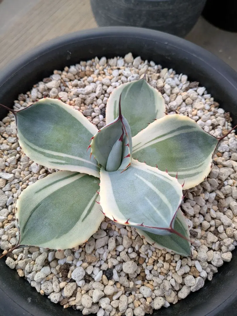 2026年最新】トランカータ 斑入りの人気アイテム - メルカリ