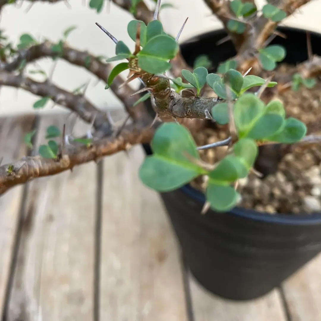 2026年最新】サルコカウロン バンデリエティアエの人気アイテム - メルカリ