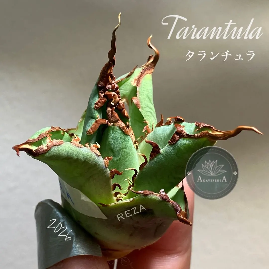 2026年最新】タランチュラ アガベの人気アイテム - メルカリ