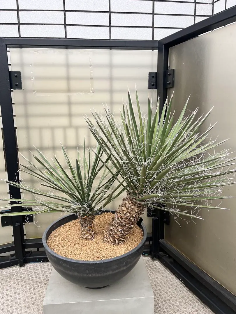 2026年最新】ユッカフィリフェラの人気アイテム - メルカリ