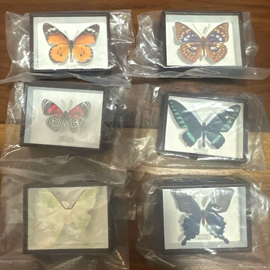 2026年最新】蝶標本 ドイツ箱の人気アイテム - メルカリ