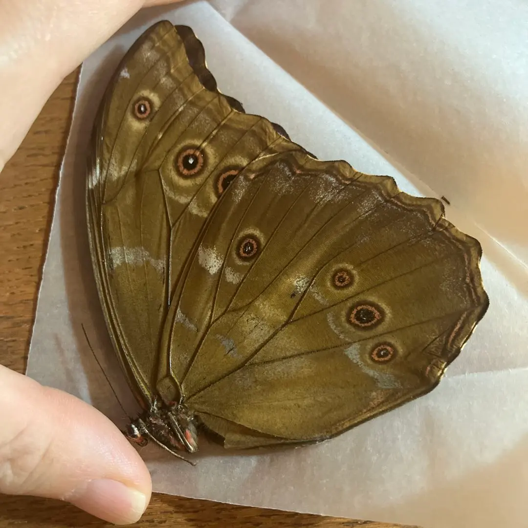 2026年最新】ディディウスモルフォの人気アイテム - メルカリ