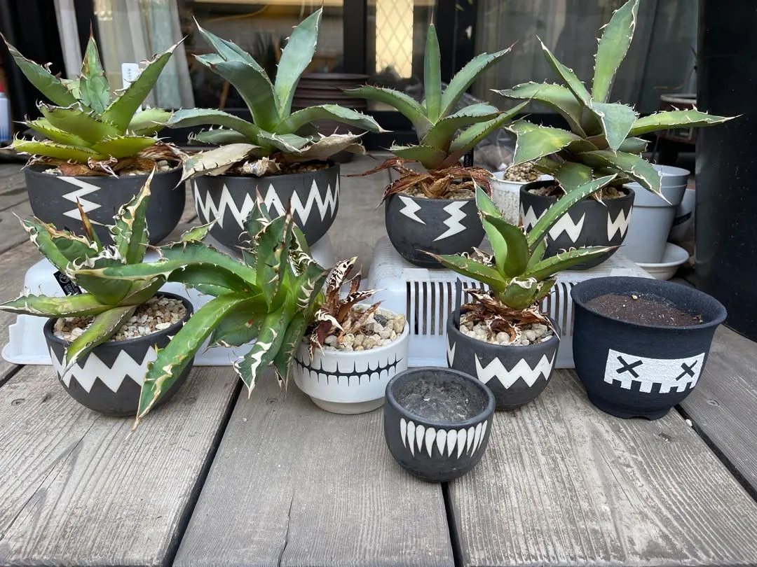 2026年最新】left botanicalの人気アイテム - メルカリ