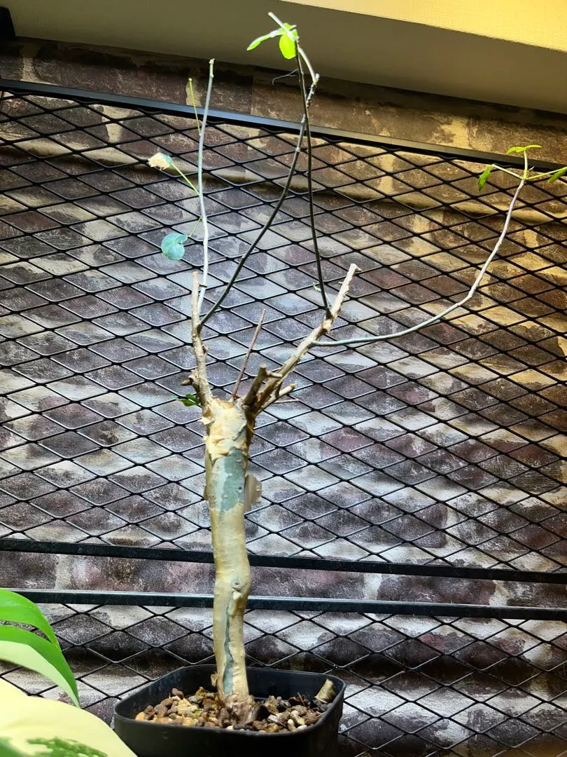 2026年最新】コミフォラ カタフ ピュアの人気アイテム - メルカリ