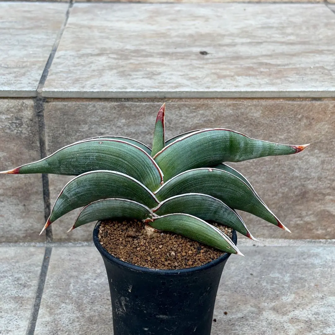 2026年最新】サンスベリア ロリダ 斑入りの人気アイテム - メルカリ