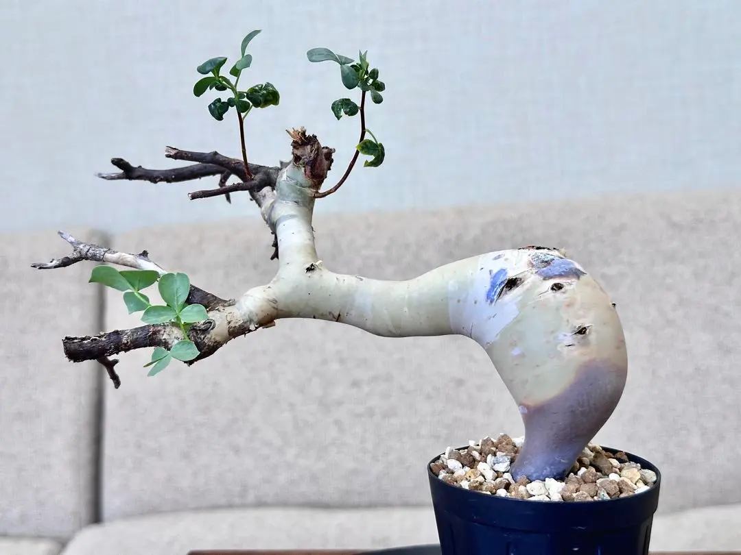 2026年最新】ピュアカタフの人気アイテム - メルカリ