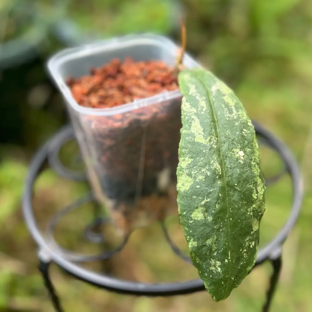 2026年最新】ホヤ ウンデュラータの人気アイテム - メルカリ