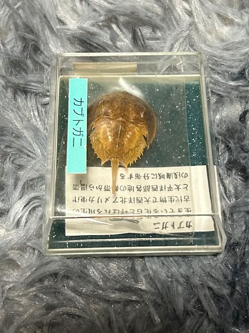 2026年最新】カブトガニ 標本の人気アイテム - メルカリ