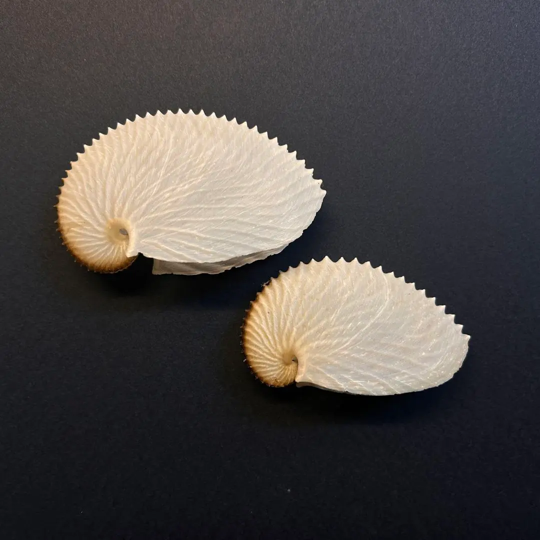 2026年最新】アオイガイの人気アイテム - メルカリ