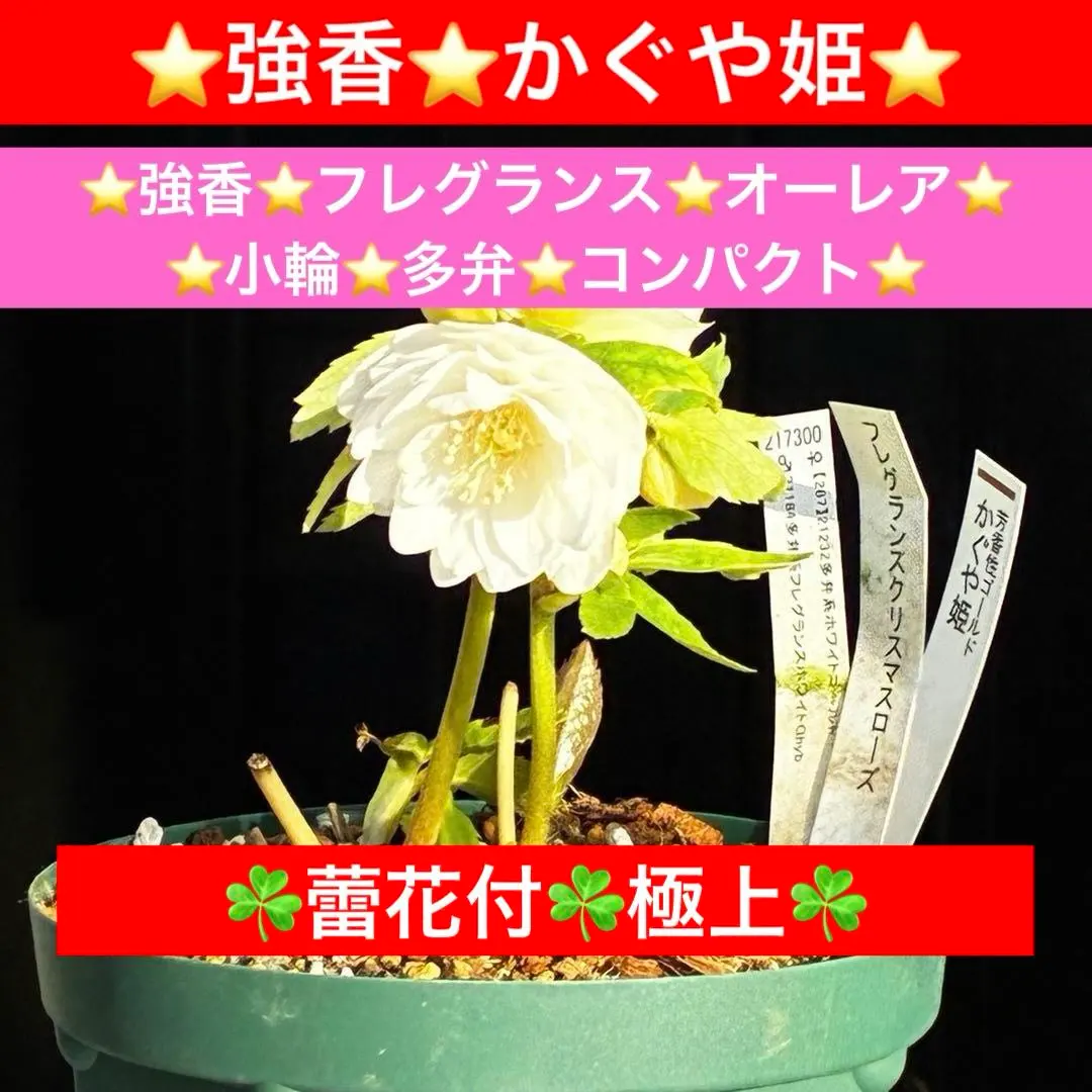 2026年最新】かぐや姫 クリスマスローズの人気アイテム - メルカリ