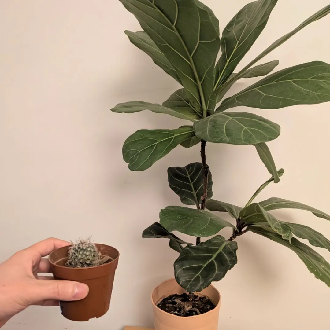 2026年最新】カシワバゴムの木の人気アイテム - メルカリ