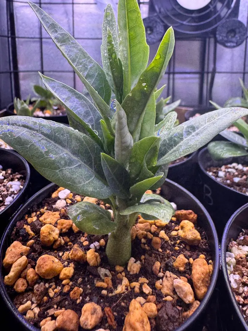 2026年最新】アデニア ペチュエリーの人気アイテム - メルカリ