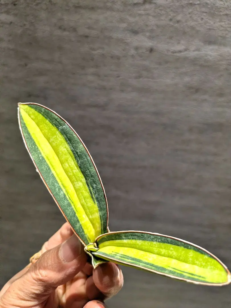 2026年最新】サンスベリア ロリダ 斑入りの人気アイテム - メルカリ