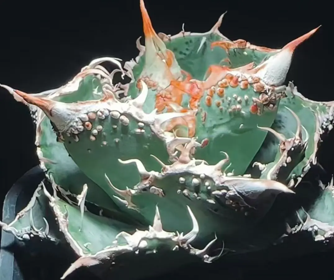 2026年最新】白幽霊 アガベの人気アイテム - メルカリ