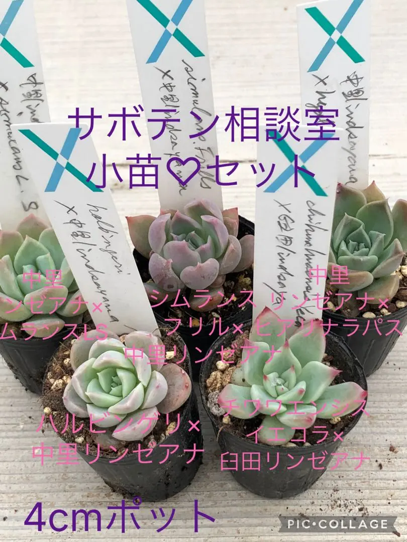 2026年最新】臼田リンゼアナの人気アイテム - メルカリ