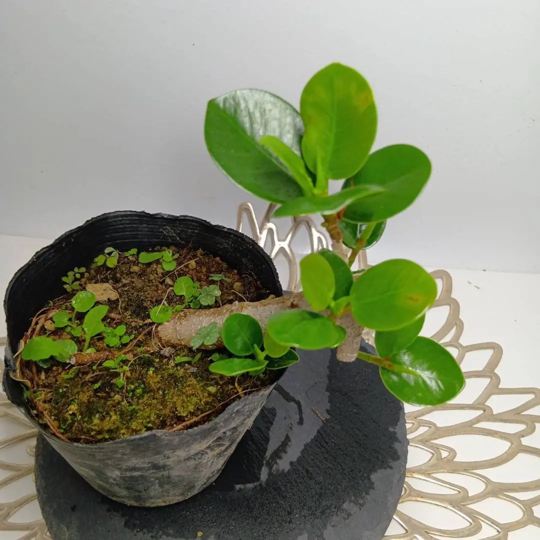 2026年最新】パンダガジュマル斑入りの人気アイテム - メルカリ