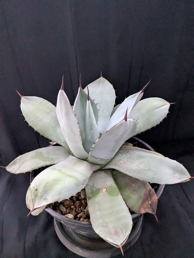 2026年最新】アガベ パリー トランカータ ハンティントンの人気