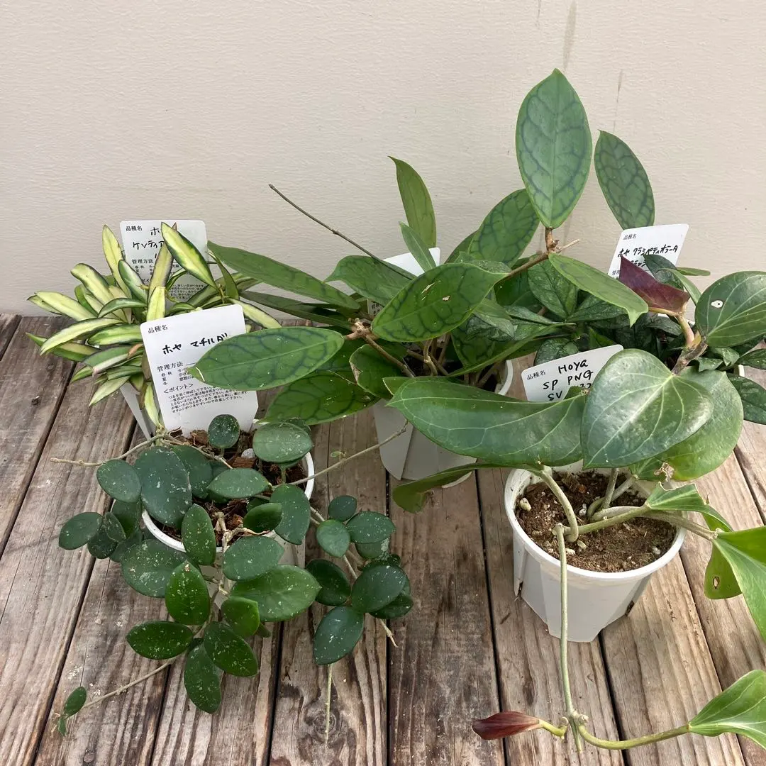 2026年最新】ホヤ マチルダの人気アイテム - メルカリ