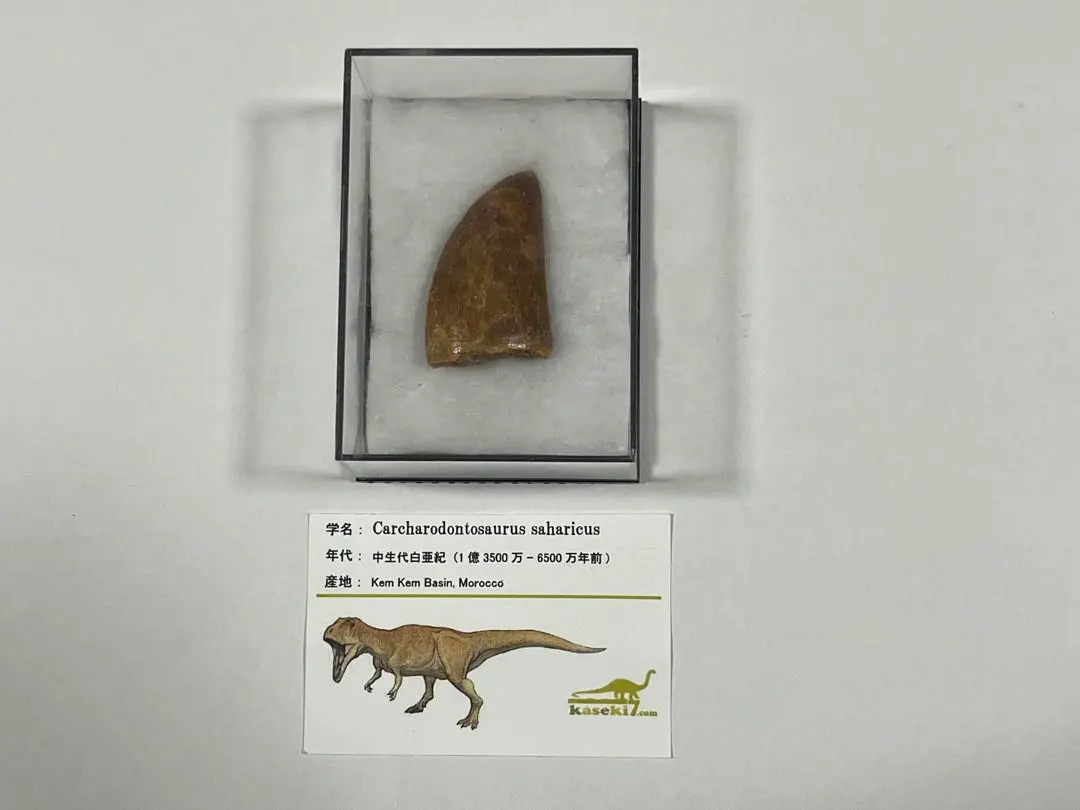 2026年最新】カルカロドントサウルス 歯の人気アイテム - メルカリ