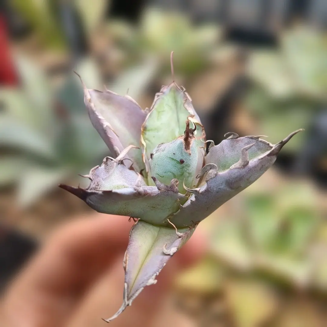 2026年最新】悪魔BB アガベの人気アイテム - メルカリ