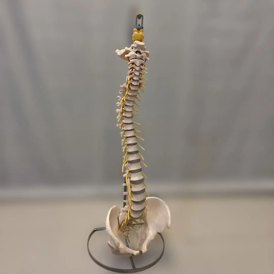 2026年最新】somso 模型の人気アイテム - メルカリ