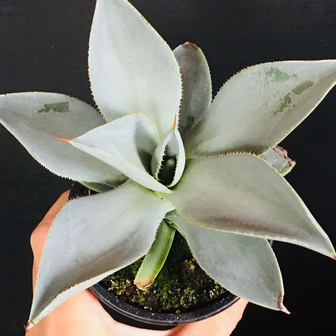 2026年最新】アガベ コロラータ ハイブリッドの人気アイテム - メルカリ